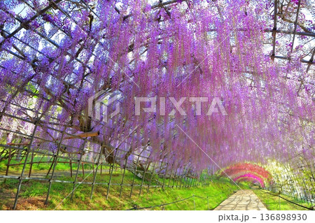 【福岡県】河内藤園の満開の藤のトンネル 136898930
