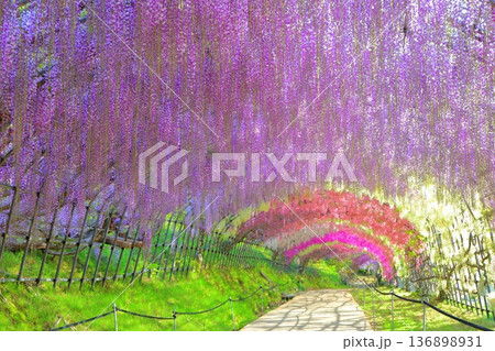 【福岡県】河内藤園の満開の藤のトンネル 【福岡県】河内藤園の満開の藤のトンネル 136898931
