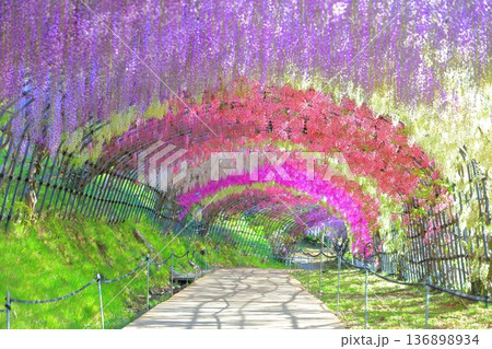 【福岡県】河内藤園の満開の藤のトンネル 136898934
