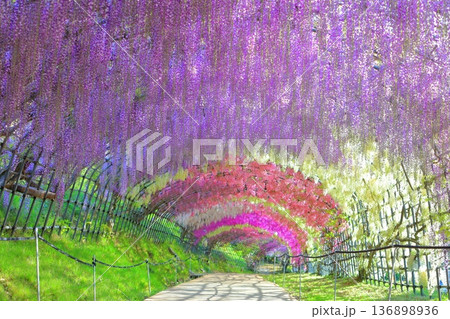 【福岡県】河内藤園の満開の藤のトンネル 136898936