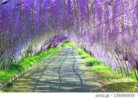 【福岡県】河内藤園の満開の藤のトンネル 【福岡県】河内藤園の満開の藤のトンネル 136898939