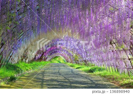 【福岡県】河内藤園の満開の藤のトンネル 136898940