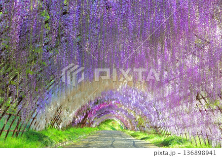 【福岡県】河内藤園の満開の藤のトンネル 136898941