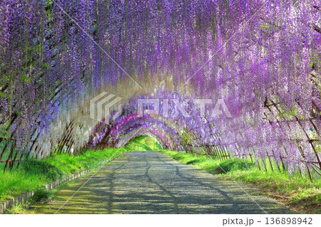 【福岡県】河内藤園の満開の藤のトンネル 136898942