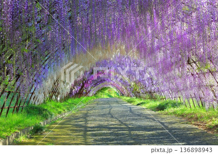 【福岡県】河内藤園の満開の藤のトンネル 136898943