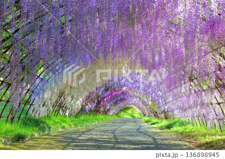 【福岡県】河内藤園の満開の藤のトンネル 136898945