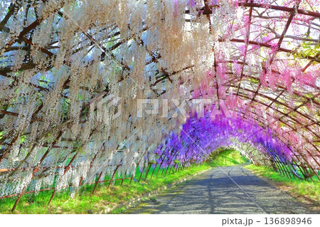 【福岡県】河内藤園の満開の藤のトンネル 【福岡県】河内藤園の満開の藤のトンネル 136898946