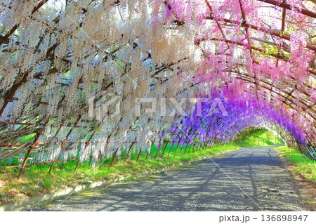 【福岡県】河内藤園の満開の藤のトンネル 136898947