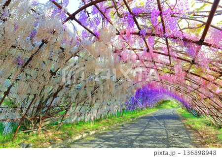 【福岡県】河内藤園の満開の藤のトンネル 136898948