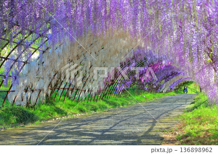 【福岡県】河内藤園の満開の藤のトンネル 136898962