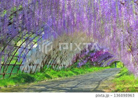 【福岡県】河内藤園の満開の藤のトンネル 【福岡県】河内藤園の満開の藤のトンネル 136898963
