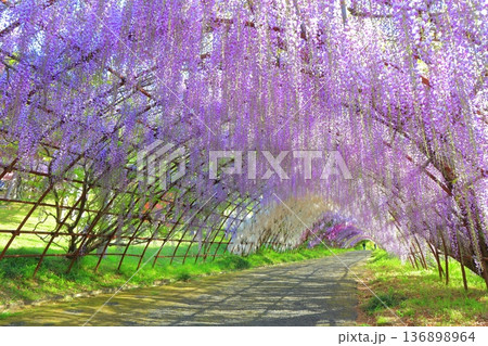 【福岡県】河内藤園の満開の藤のトンネル 136898964