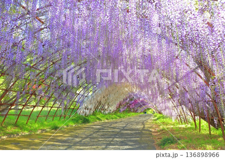 【福岡県】河内藤園の満開の藤のトンネル 136898966