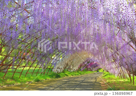 【福岡県】河内藤園の満開の藤のトンネル 136898967