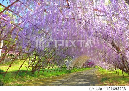 【福岡県】河内藤園の満開の藤のトンネル 【福岡県】河内藤園の満開の藤のトンネル 136898968