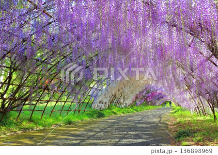 【福岡県】河内藤園の満開の藤のトンネル 136898969