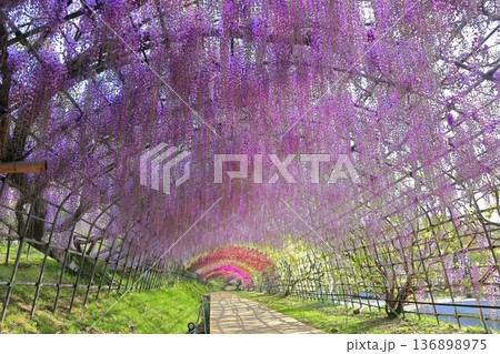【福岡県】河内藤園の満開の藤のトンネル 136898975