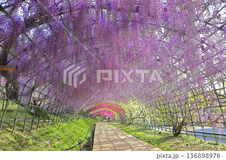 【福岡県】河内藤園の満開の藤のトンネル 136898976