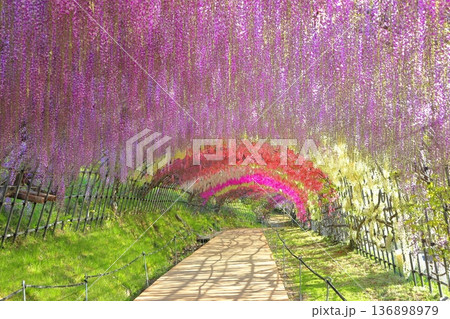 【福岡県】河内藤園の満開の藤のトンネル 136898979