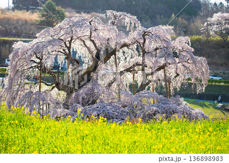 三春滝桜 福島県田村郡三春町 三春滝桜 福島県田村郡三春町 136898983