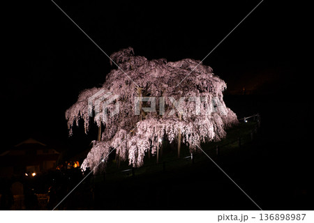 三春滝桜 福島県田村郡三春町 三春滝桜 福島県田村郡三春町 136898987