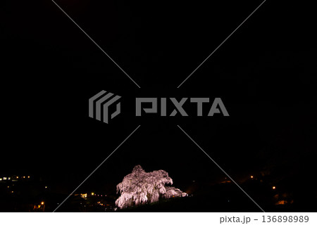 三春滝桜 福島県田村郡三春町 三春滝桜 福島県田村郡三春町 136898989