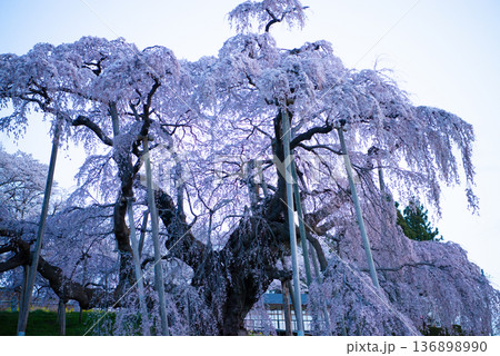 三春滝桜 福島県田村郡三春町 三春滝桜 福島県田村郡三春町 136898990
