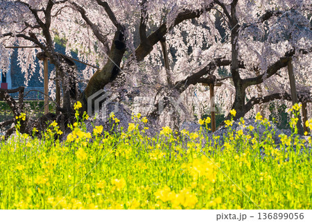 三春滝桜 福島県田村郡三春町 三春滝桜 福島県田村郡三春町 136899056