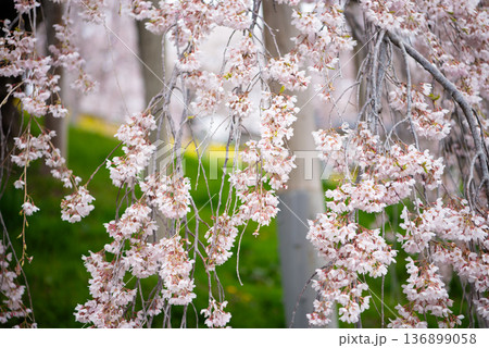 三春滝桜 福島県田村郡三春町 三春滝桜 福島県田村郡三春町 136899058