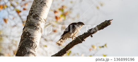 木にとまる小型の猛禽類　ツミ 136899196