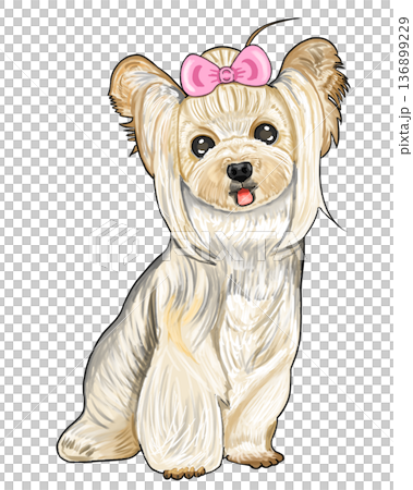 約克夏梗 約克夏梗 136899229