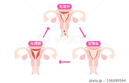 月経サイクルのイラスト｜女性の体の変化を示す図解（生理中・生理後・生理前） 136899564