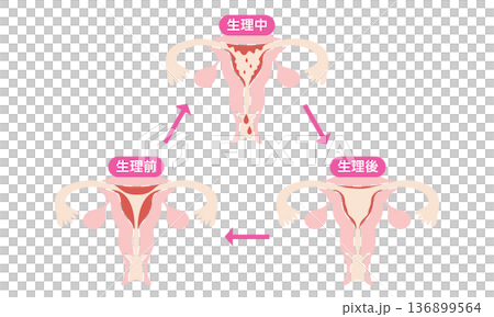 Menstrual cycle illustration | Illustration showing changes in a woman's body (during, after, and before menstruation) 136899564