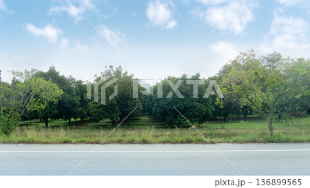 Horizontal or Landscape view of asphalt road. Background of agricultural trees in Thailand eastern region. Mangosteen trees are planted densely on lush green grass. Under blue sky and white clouds. 136899565