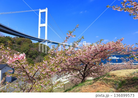 【愛媛県】快晴の来島海峡大橋と満開の河津桜 136899573