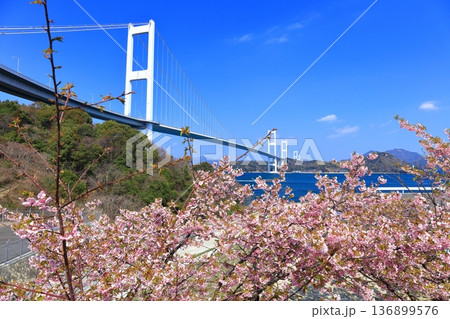 【愛媛県】快晴の来島海峡大橋と満開の河津桜 【愛媛県】快晴の来島海峡大橋と満開の河津桜 136899576