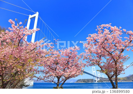 【愛媛県】快晴の来島海峡大橋と満開の河津桜 【愛媛県】快晴の来島海峡大橋と満開の河津桜 136899580