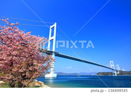【愛媛県】快晴の来島海峡大橋と満開の河津桜 136899585