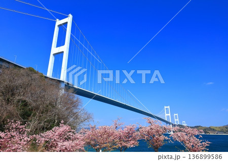 【愛媛県】快晴の来島海峡大橋と満開の河津桜 【愛媛県】快晴の来島海峡大橋と満開の河津桜 136899586