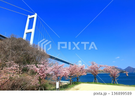 【愛媛県】快晴の来島海峡大橋と満開の河津桜 【愛媛県】快晴の来島海峡大橋と満開の河津桜 136899589