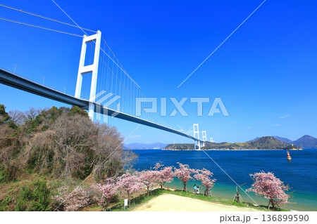 【愛媛県】快晴の来島海峡大橋と満開の河津桜 【愛媛県】快晴の来島海峡大橋と満開の河津桜 136899590