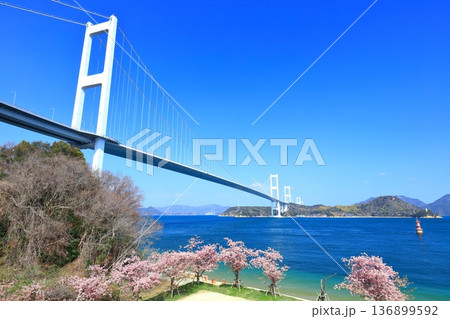 【愛媛県】快晴の来島海峡大橋と満開の河津桜 【愛媛県】快晴の来島海峡大橋と満開の河津桜 136899592