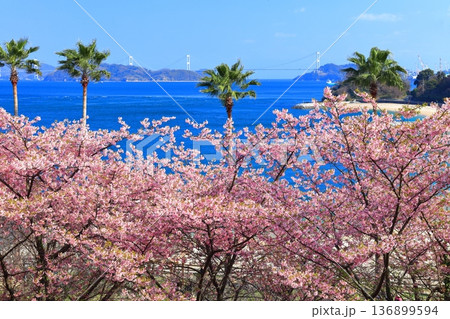 【愛媛県】快晴の来島海峡大橋と満開の河津桜(大角海浜公園) 【愛媛県】快晴の来島海峡大橋と満開の河津桜(大角海浜公園) 136899594