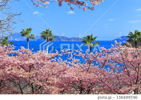 【愛媛県】快晴の来島海峡大橋と満開の河津桜（大角海浜公園） 136899596