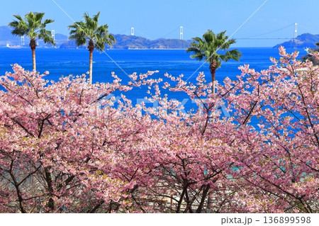 【愛媛県】快晴の来島海峡大橋と満開の河津桜（大角海浜公園） 136899598
