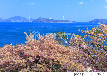 【愛媛県】快晴の来島海峡大橋と満開の河津桜(大角海浜公園) 【愛媛県】快晴の来島海峡大橋と満開の河津桜(大角海浜公園) 136899603