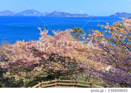 【愛媛県】快晴の来島海峡大橋と満開の河津桜(大角海浜公園) 【愛媛県】快晴の来島海峡大橋と満開の河津桜(大角海浜公園) 136899605