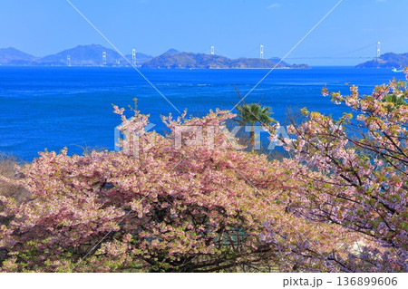 【愛媛県】快晴の来島海峡大橋と満開の河津桜（大角海浜公園） 136899606