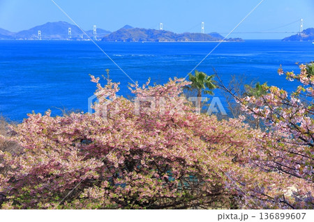 【愛媛県】快晴の来島海峡大橋と満開の河津桜（大角海浜公園） 136899607