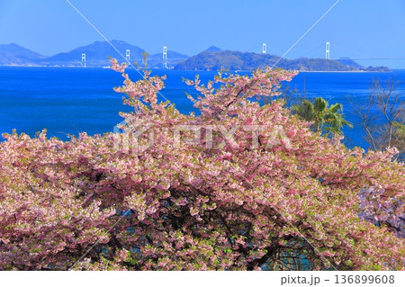 【愛媛県】快晴の来島海峡大橋と満開の河津桜(大角海浜公園) 【愛媛県】快晴の来島海峡大橋と満開の河津桜(大角海浜公園) 136899608